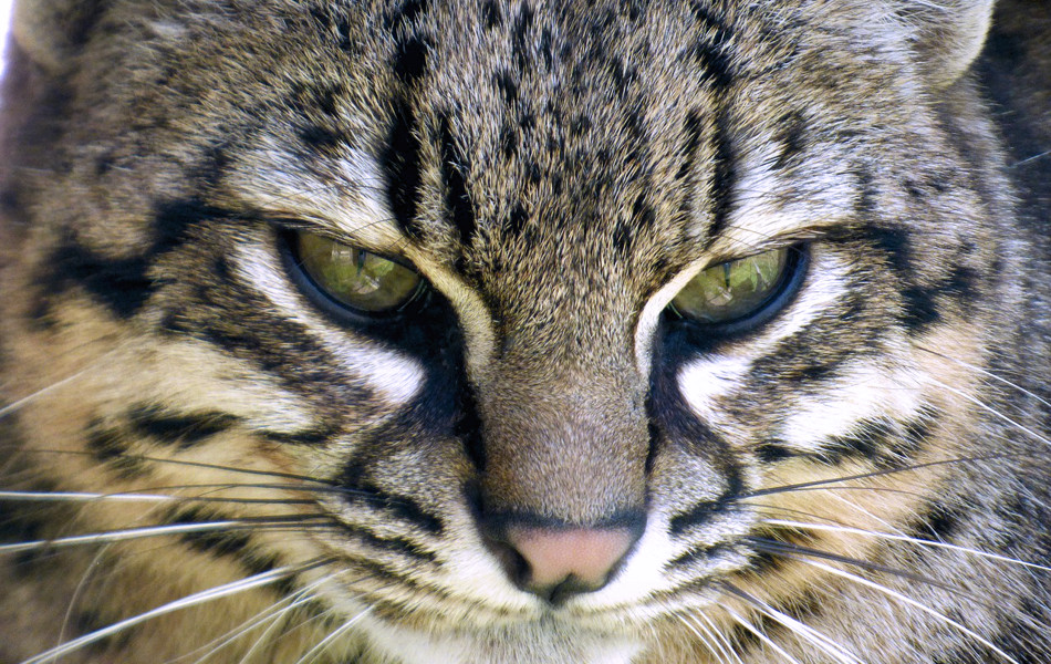 Leopardus geoffroyi. Foto por Christine Dautin (Pixabay).