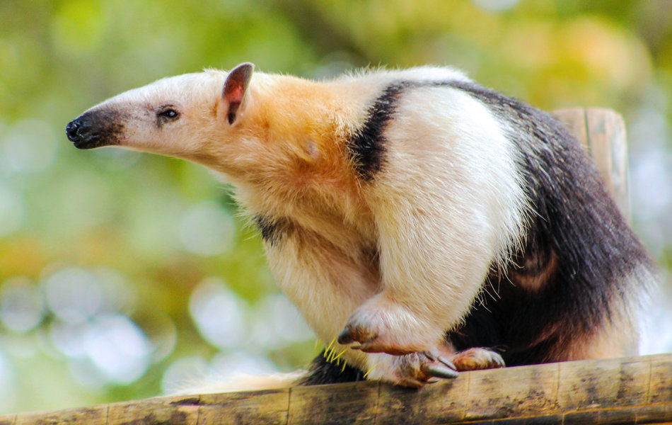 Oso melero (Tamandua tetradactyla). Foto por Marcelo Amantino (Pexels).