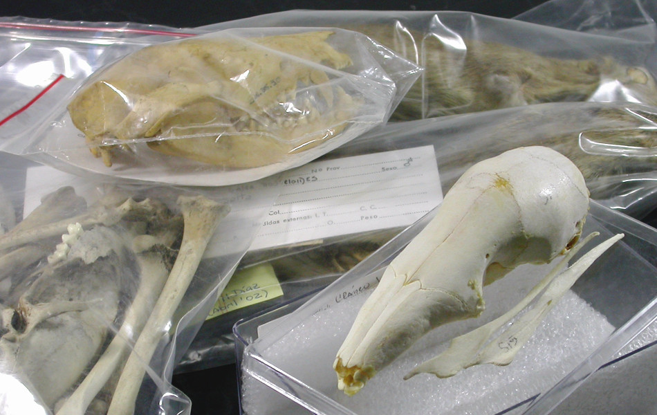 Part of a Neotropical Mastozoology collection in La Plata Museum, Argentina. Photo: Gabriela F. Ruellan.