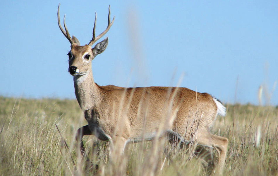 Pampas deer (Ozotoceros bezoarticus). Photo by Mariano L. Merino.