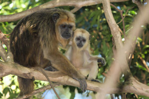 Monos aulladores dorados (Alouatta caraya)