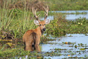 Ciervo de los pantanos (Blastocerus dichotomus)