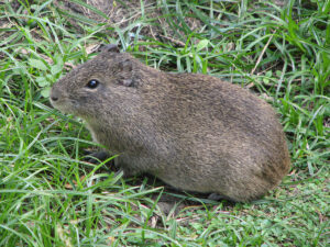 Cuis (Cavia aperea)