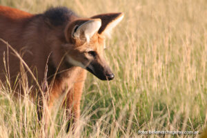 Aguará guazú (Chrysocyon brachyurus)