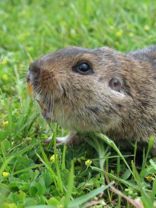 Tuco-tuco (Ctenomys sp.)