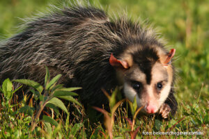 Comadreja overa (Didelphis albiventris)