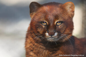 Jaguarundi (Herpailurus yagouaroundi)