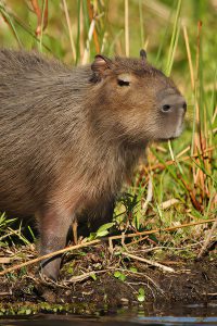 Capibara (Hydrochoerus hydrochaeris)