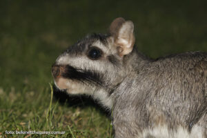 Vizcacha (Lagostomus maximus)