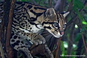 Jaguatirica (Leopardus pardalis)