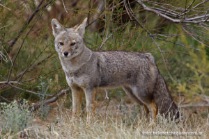 Graxaim-do-campo (Lycalopex gymnocercus)