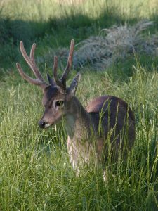 Venado de las pampas (Ozotoceros bezoarticus)