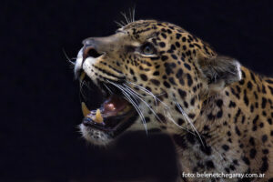 Yaguareté (Panthera onca)