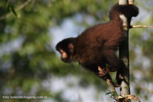 Macaco-prego-preto (Sapajus nigritus)