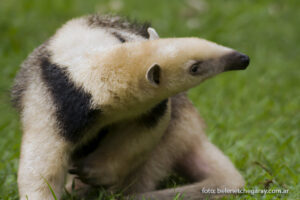 Oso melero (Tamandua tetradactyla)