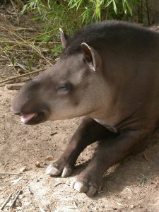 Tapir (Tapirus terrestris)