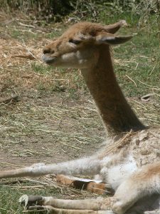 Vicuña (Vicugna vicugna)