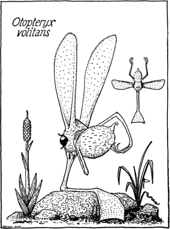 Otopteryx volitans (Steiner, 1957)