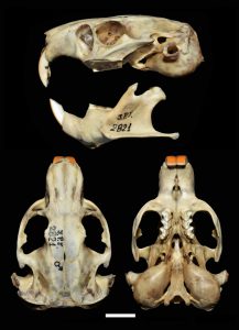 Ctenomys eileenae, skull of holotype