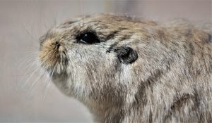 Ctenomys eileenae