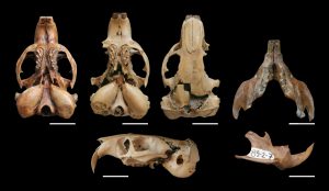 Ctenomys pulcer, fossil skulls