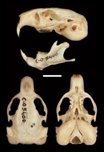 Ctenomys thalesi, skull of holotype