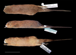 Lutreolina massoia, holotype