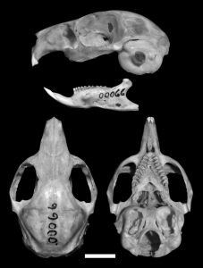 Microcavia sorojchi, skull of holotype