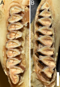 Microcavia sorojchi, molars of holotype