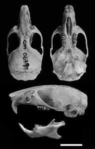 Phyllotis pehuenche, skull of holotype