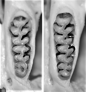 Phyllotis pehuenche, molars of type specimen